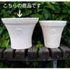 ローズ・ラウンド LW 39cm (KL-NW-84LW)